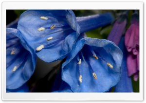 Blue Bells Ultra HD Wallpaper for 4K UHD Widescreen desktop, tablet & smartphone