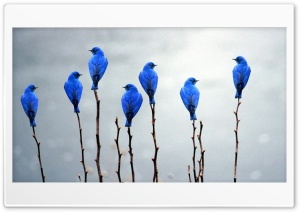 Blue Birds Ultra HD Wallpaper for 4K UHD Widescreen desktop, tablet & smartphone