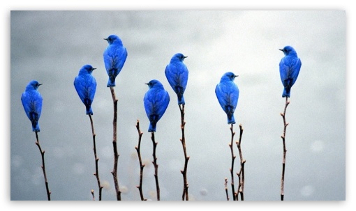 Blue Birds UltraHD Wallpaper for Mobile 16:9 - 2160p 1440p 1080p 900p 720p ;