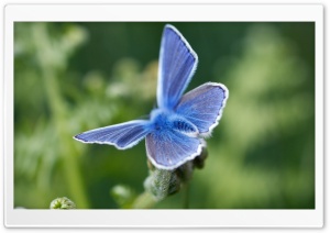 Blue Butterfly Ultra HD Wallpaper for 4K UHD Widescreen desktop, tablet & smartphone