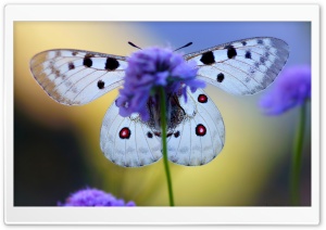 Blue Butterfly On Flower Ultra HD Wallpaper for 4K UHD Widescreen desktop, tablet & smartphone