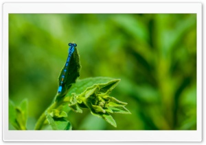 Blue Damselfly Ultra HD Wallpaper for 4K UHD Widescreen desktop, tablet & smartphone