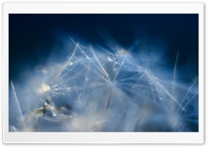 Blue Dandelion Seeds Ultra HD Wallpaper for 4K UHD Widescreen desktop, tablet & smartphone