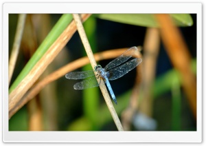 Blue Dragonfly Ultra HD Wallpaper for 4K UHD Widescreen desktop, tablet & smartphone