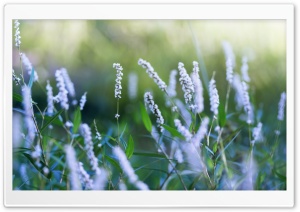 Blue Field Flowers Ultra HD Wallpaper for 4K UHD Widescreen desktop, tablet & smartphone
