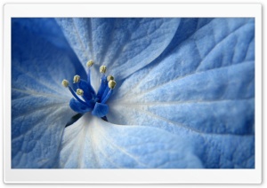 Blue Flower Ultra HD Wallpaper for 4K UHD Widescreen desktop, tablet & smartphone