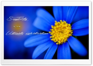 Blue flower Ultra HD Wallpaper for 4K UHD Widescreen desktop, tablet & smartphone