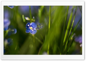 Blue Flower Green Grass Macro Ultra HD Wallpaper for 4K UHD Widescreen desktop, tablet & smartphone
