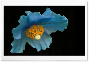 Blue Flower, Macro Ultra HD Wallpaper for 4K UHD Widescreen desktop, tablet & smartphone