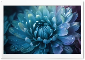 Blue Flower Macro Ultra HD Wallpaper for 4K UHD Widescreen desktop, tablet & smartphone