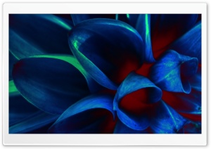 Blue Flower Petals, Macro Ultra HD Wallpaper for 4K UHD Widescreen desktop, tablet & smartphone