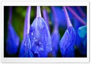 Blue Flower With Raindrops Ultra HD Wallpaper for 4K UHD Widescreen desktop, tablet & smartphone
