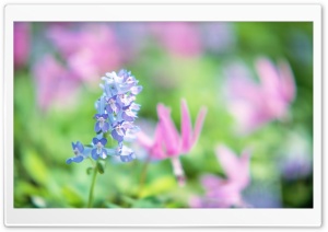 Blue Flowers Ultra HD Wallpaper for 4K UHD Widescreen desktop, tablet & smartphone