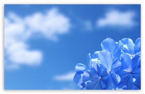 Blue Flowers Ultra HD Desktop Background Wallpaper for 4K UHD TV :  Widescreen & UltraWide Desktop & Laptop : Tablet : Smartphone