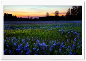 Blue Flowers Ultra HD Wallpaper for 4K UHD Widescreen desktop, tablet & smartphone
