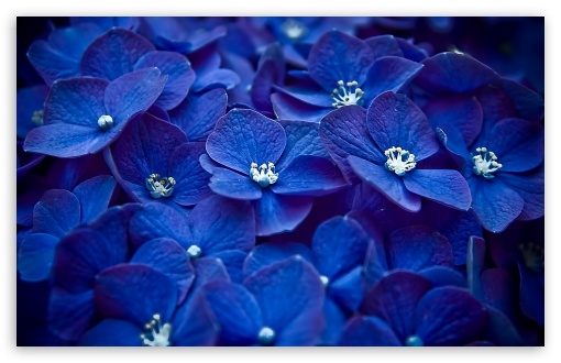 Download 21 floral-desktop-wallpaper Blue-Flower-Desktop-Wallpapers-Wallpaper-High-Definition-.jpg