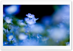Blue Flowers Macro Ultra HD Wallpaper for 4K UHD Widescreen desktop, tablet & smartphone