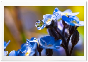 Blue Forget me nots Flowers Waterdrops Ultra HD Wallpaper for 4K UHD Widescreen desktop, tablet & smartphone
