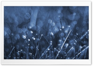 Blue Grass Bokeh Ultra HD Wallpaper for 4K UHD Widescreen desktop, tablet & smartphone