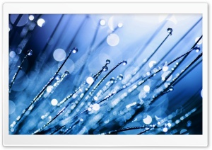 Blue Grass Dew Ultra HD Wallpaper for 4K UHD Widescreen desktop, tablet & smartphone