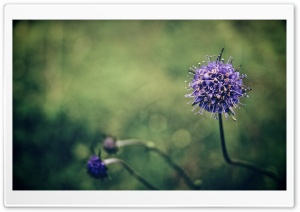 Blue Interesting Flower Ultra HD Wallpaper for 4K UHD Widescreen desktop, tablet & smartphone