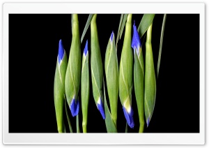 Blue Iris Flowers Ultra HD Wallpaper for 4K UHD Widescreen desktop, tablet & smartphone