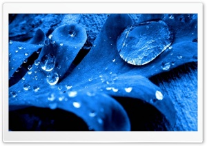 blue leaf Ultra HD Wallpaper for 4K UHD Widescreen desktop, tablet & smartphone