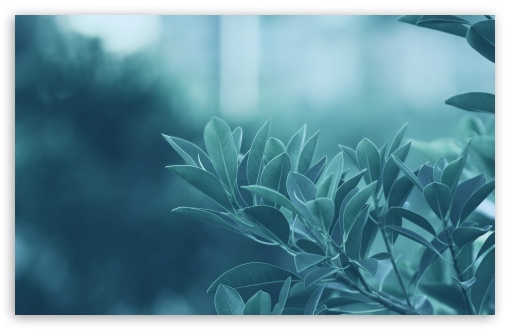 Blue Leaves Ultra HD Desktop Background Wallpaper for 4K UHD TV : Tablet :  Smartphone
