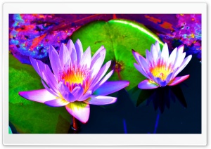 Blue Lotus Ultra HD Wallpaper for 4K UHD Widescreen desktop, tablet & smartphone