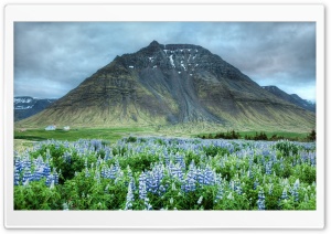 Blue Lupins, Mountain Ultra HD Wallpaper for 4K UHD Widescreen desktop, tablet & smartphone