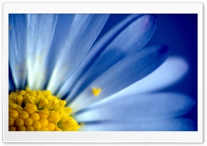 Blue Petals Ultra HD Wallpaper for 4K UHD Widescreen desktop, tablet & smartphone