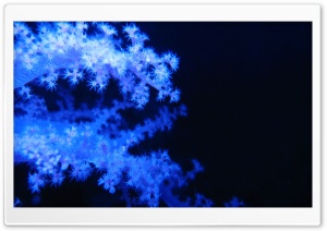 Blue Phosphorescent Corals Ultra HD Wallpaper for 4K UHD Widescreen desktop, tablet & smartphone