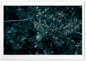 Blue Plant Ultra HD Wallpaper for 4K UHD Widescreen desktop, tablet & smartphone