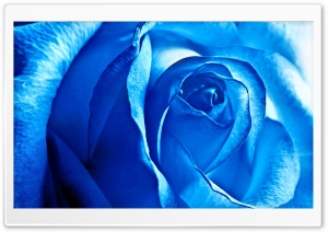 blue Rose Ultra HD Wallpaper for 4K UHD Widescreen desktop, tablet & smartphone