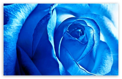 blue Rose UltraHD Wallpaper for Wide 16:10 Widescreen WHXGA WQXGA WUXGA WXGA ;