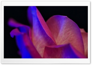 Blue Rose Petals Ultra HD Wallpaper for 4K UHD Widescreen desktop, tablet & smartphone