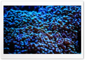 Blue Sea Anemone Ultra HD Wallpaper for 4K UHD Widescreen desktop, tablet & smartphone