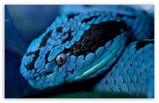 Blue Snake Ultra HD Desktop Background Wallpaper for 4K UHD TV : Tablet :  Smartphone