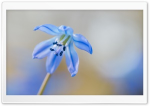 Blue Squill Flower Macro Ultra HD Wallpaper for 4K UHD Widescreen desktop, tablet & smartphone