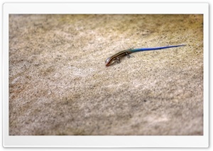 Blue Tailed Skink Lizard Ultra HD Wallpaper for 4K UHD Widescreen desktop, tablet & smartphone