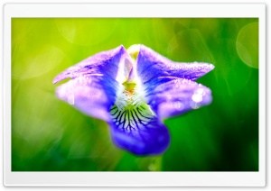 Blue Violet Flower - Viola Sororia Ultra HD Wallpaper for 4K UHD Widescreen desktop, tablet & smartphone