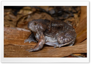 Blunt-headed Burrowing Frog Ultra HD Wallpaper for 4K UHD Widescreen desktop, tablet & smartphone
