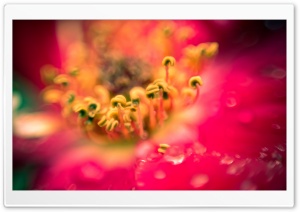 Blurry Flower Photography Ultra HD Wallpaper for 4K UHD Widescreen desktop, tablet & smartphone