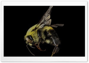 Bombus Griseocollis, Brown-belted Bumblebee Ultra HD Wallpaper for 4K UHD Widescreen desktop, tablet & smartphone
