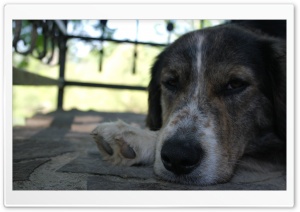 Bored Dog Ultra HD Wallpaper for 4K UHD Widescreen desktop, tablet & smartphone