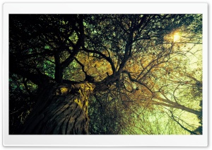 Bosque Ultra HD Wallpaper for 4K UHD Widescreen desktop, tablet & smartphone