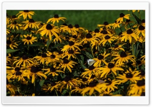 Botanic Garden Butterfly Ultra HD Wallpaper for 4K UHD Widescreen desktop, tablet & smartphone