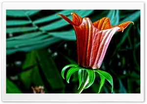Botanical Garden Flower Ultra HD Wallpaper for 4K UHD Widescreen desktop, tablet & smartphone