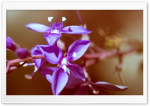 Botanical Garden Flowers Ultra HD Wallpaper for 4K UHD Widescreen desktop, tablet & smartphone