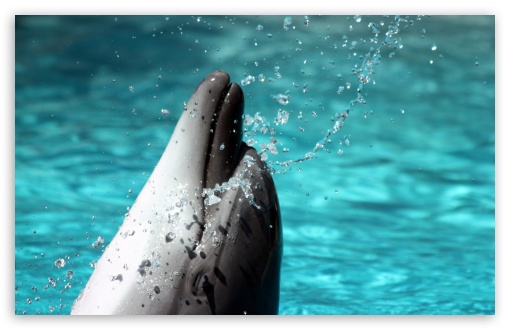 Bottlenose Dolphin 4k Hd Desktop Wallpaper For 4k Ultra Hd Tv Tablet Smartphone Mobile Devices